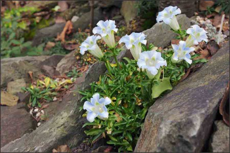 Gentiana angustifolia ,Icebrg,